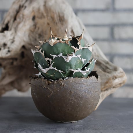 Agave titanota personal collection × takero pot (4.5号)  no.629-44