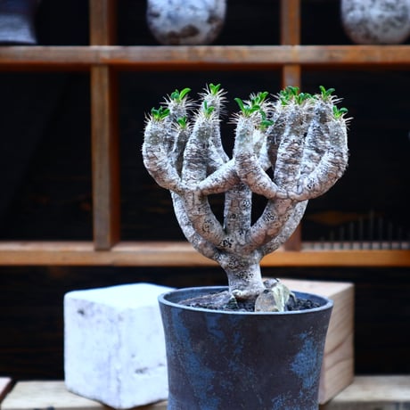 ユーフォルビア  ギラウミニアナ／Euphorbia guillauminiana  no.72544
