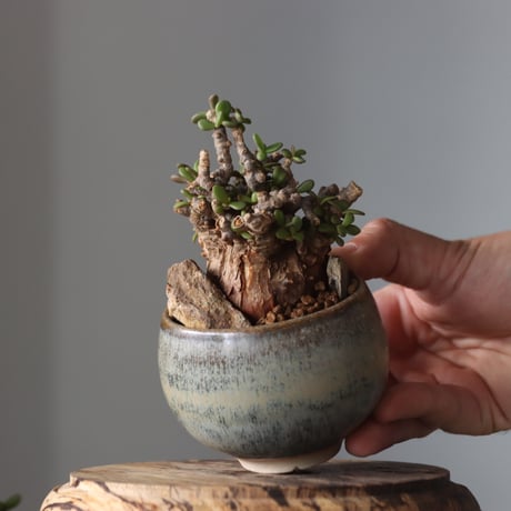 Ceraria pygmaea × 中川智治   no.61644