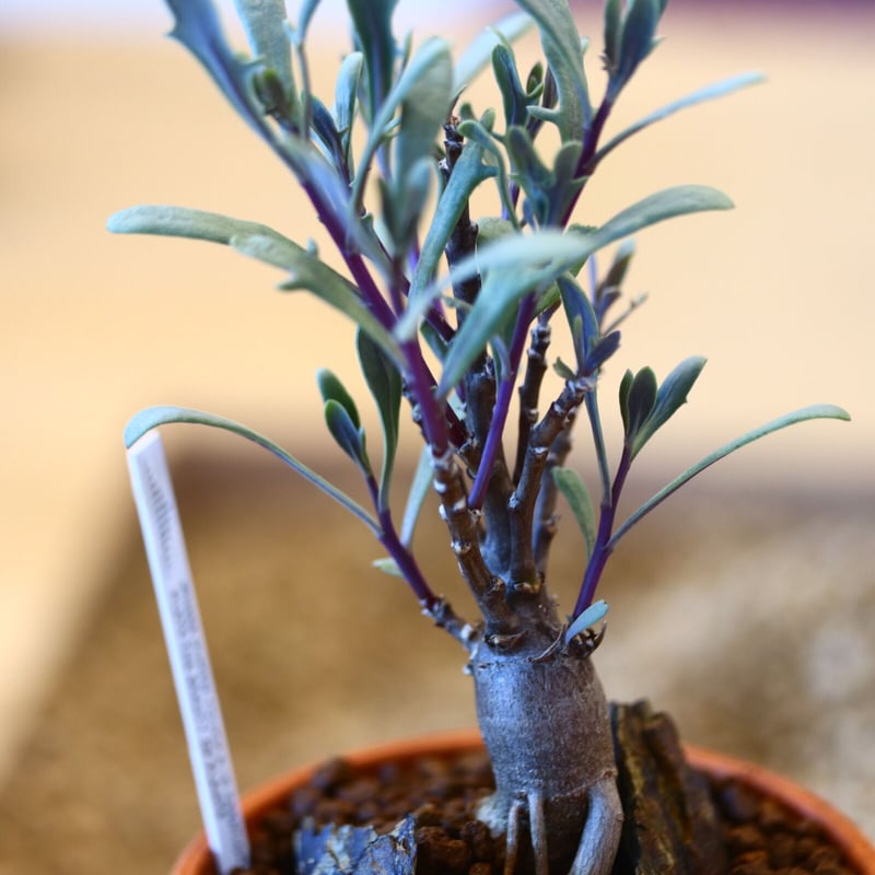 【現品】ぶつぶつノーネーム　検索) 麻花　冰雹 翠銅鉱 503(キャビネット) ツメブ鉱山 - 鉱物標本・隕石標本販売