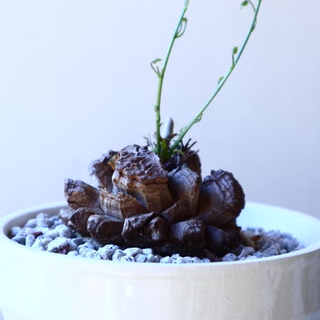 ディオスコレア   亀甲竜    Dioscorea elephantipe     no.11210