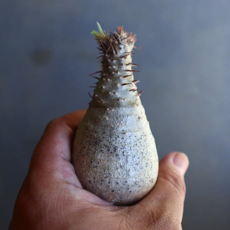 パキポディウム グラキリス 抜苗  Pachypodium rosulatum var. gracilius no.100617