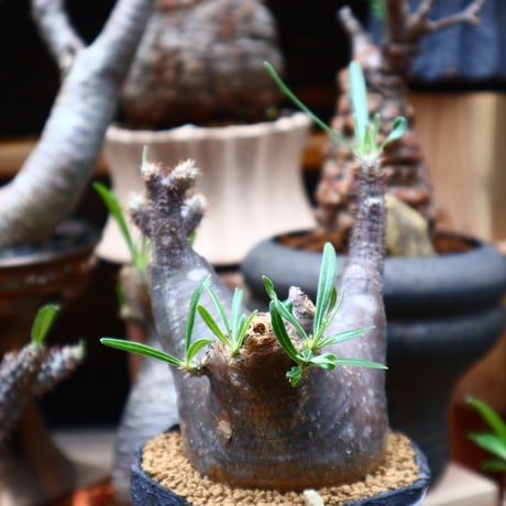 パキポディウム  グラキリス／Pachypodium  gracilius       no.71017