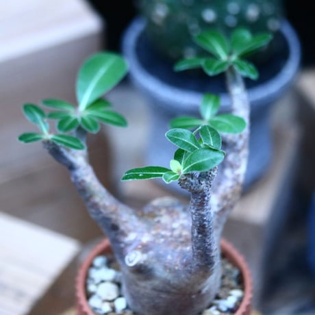 パキポディウム  マカイエンセ／Pachypodium Makayense     no.100331