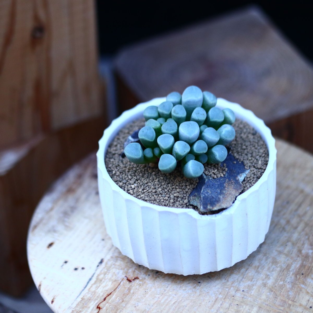 フェネストラリア〝秀鈴玉″ (オレンジ花) no.13066 | 芽の巣山