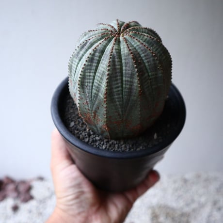 ユーフォルビア  オベサ  Euphorbia obesa  no.101408