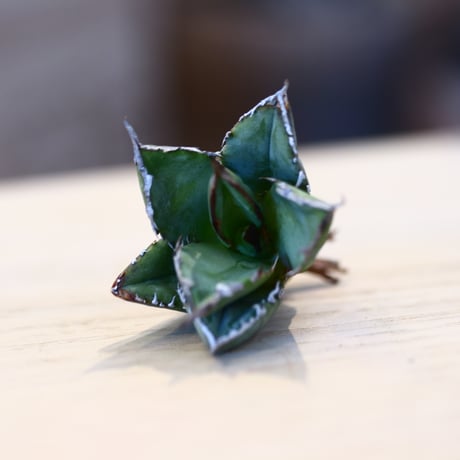 'ハルコイ´セット (N/OH × Agave titanota "FO-076)  no.30371