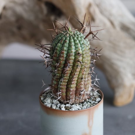 Euphorbia stellispina × 備前鉢3号 / koniyinok  no.607-15