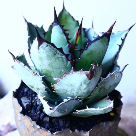 アガベ チタノタ　ブラック＆ブルー  Agave titanota black&bule  no.52625