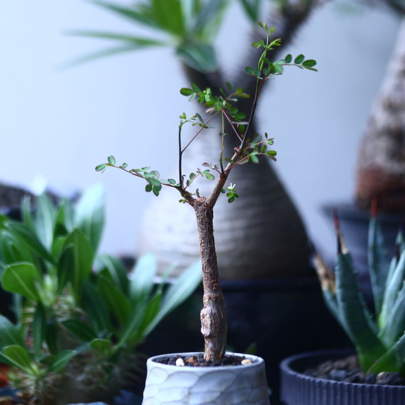 デロニクス デカリー Delonix Decaryi no.61434 | 芽の巣山