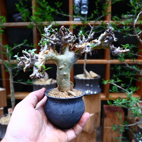 コミフォラ   ストックシアナ／Commiphora stocksiana  no.62647