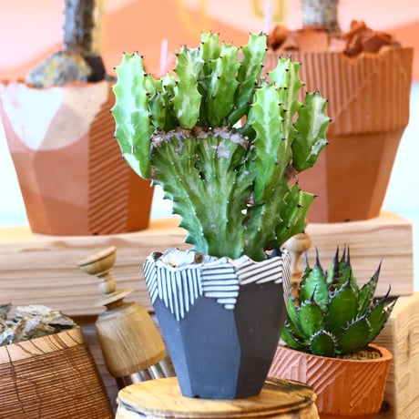 Euphorbia triangularis × N/OH    no.111927
