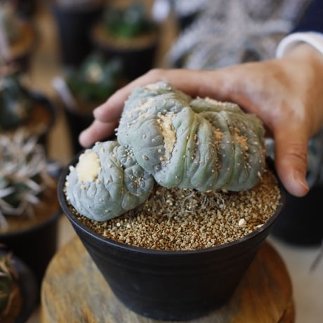 Lophophora williamsii v. decipiens f. monst. / 銀冠玉モンスト(5号)  no.1226/11