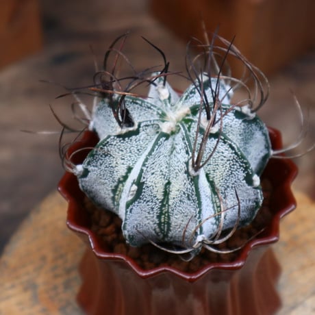 アストロフィツム 特白瑞鳳玉／Astrophytum capricorne var.niveum   no.82114