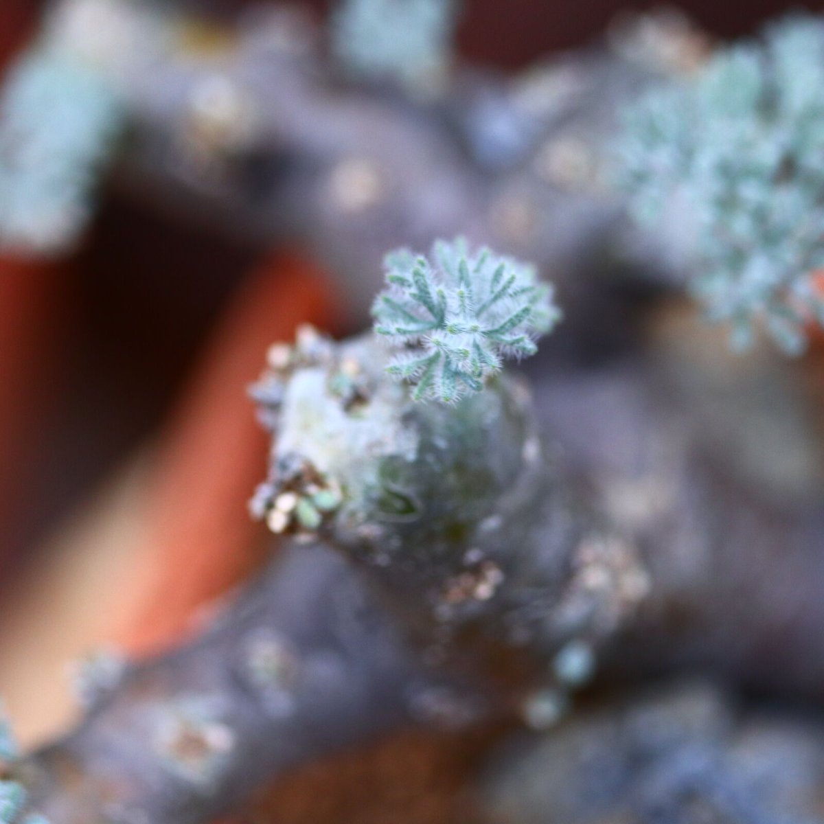 サルコカウロン ムルチフィズム／Sarcocaulon multifidum no.11