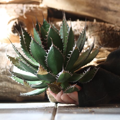 U.S. horrida -By the way (Agave horrida) / Style of Chika　no.1203-10