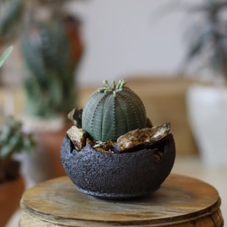 CATEGORY site up plant | 芽の巣山