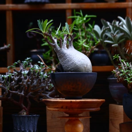 パキポディウム  グラキリス／Pachypodium  gracilius       no.91907