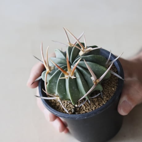 Echinofossulocactus coptonogonus / 竜剣丸 (3号鉢)  no.913/33