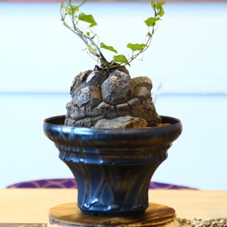 Dioscorea elephantipe × Yuta Uchida    no.100850
