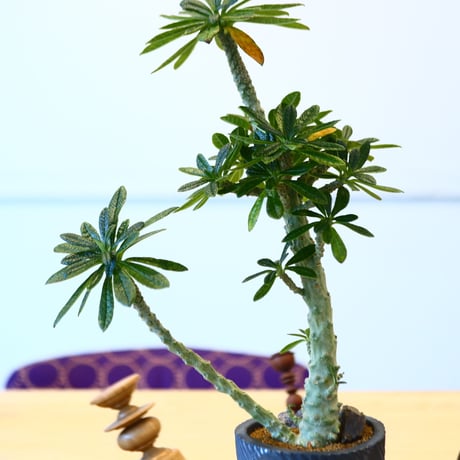 N/OH × Dorstenia gigas   no.61861