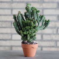 Euphorbia kamponii (紅彩閣 綴化) / South Africa / T.W. × YAMABACHI (3号) no.329/46