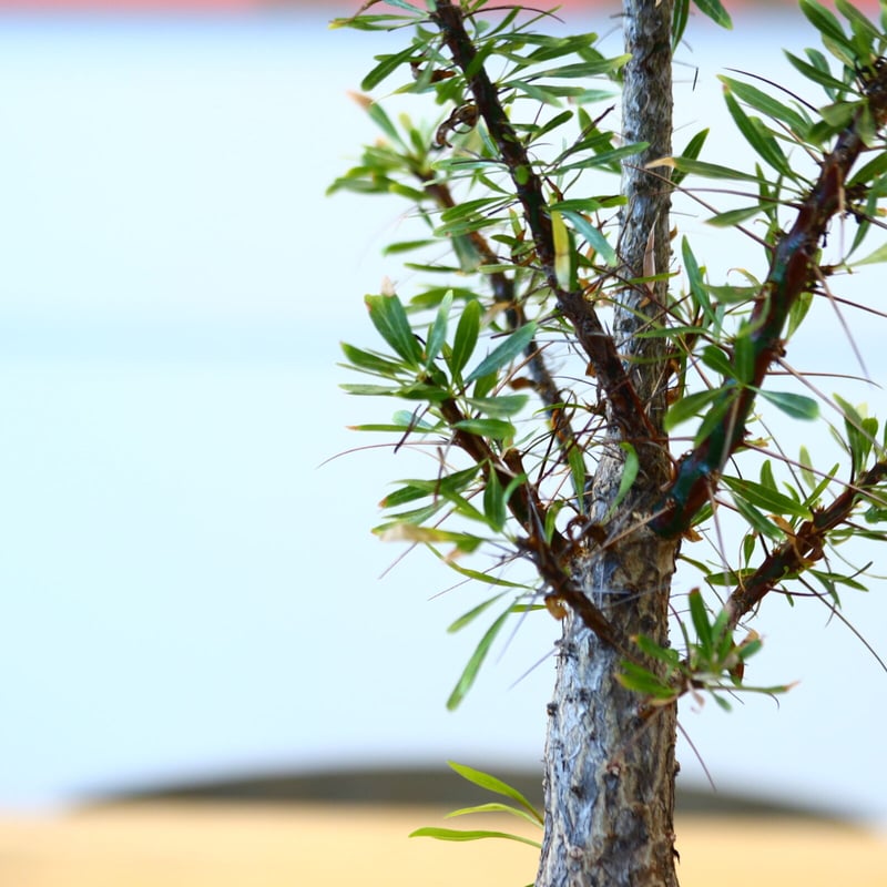 フォークイエリア プルプシー Fouquieria purpusii 美株 isla del pescado - Fouquieria purpusii-フォークイエリア
