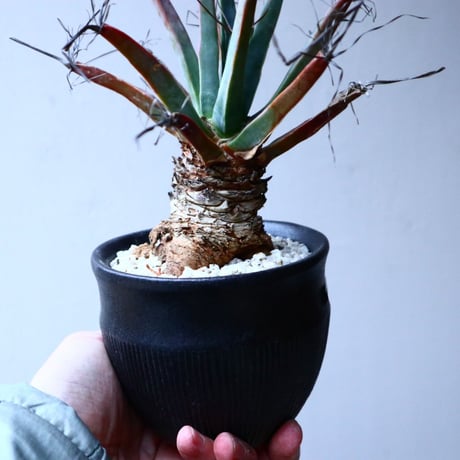 レウクテンベルギア  晃山    Leuchtenbergia principis  no.20346