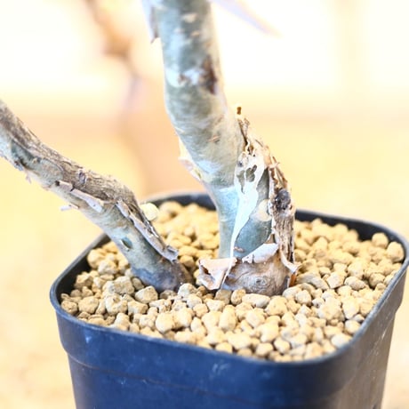 ブルセラ ファガロイデス / Bursera fagaroides   no.62518