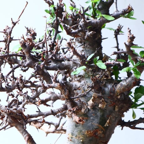 コミフォラ　エミニー　 Commiphora eminii　no.72125
