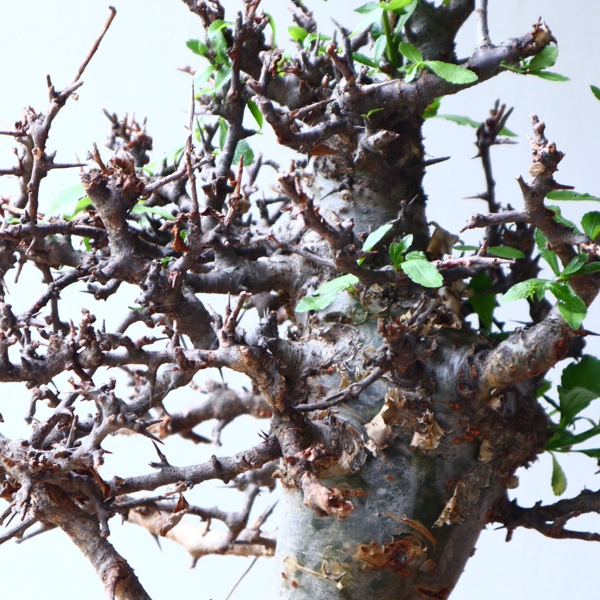 コミフォラ エミニー Commiphora eminii no.72125 | 芽の巣山