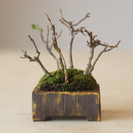 深山カイドウ / YOSHIZAWA3-SHOHINBONSAI   no.223-6