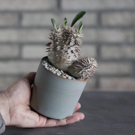 Pachypodium densicaule × BIZENBACHI (3号)  no.524/23
