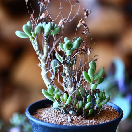 チレコドン  ステノカウリス    Tylecodon stenocaulis    no.111512