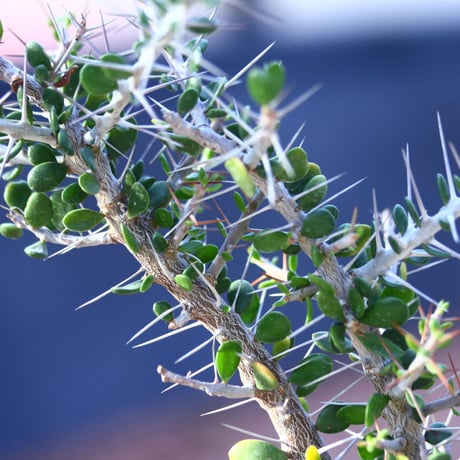 アローディア  コモサ   Alluaudia comosa     no.21413