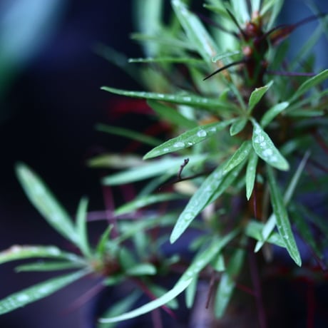 フォークイエリア   プルプシー    Fouquieria purpusii  no.61426