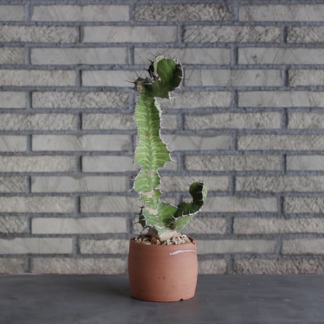 Euphorbia triangularis × N/OH(4.5号)  no.510/8