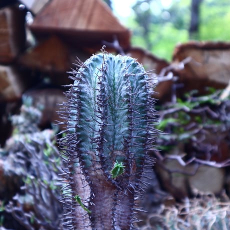ユーフォルビア  ホリダ     Euphorbia  horrida     no.42509