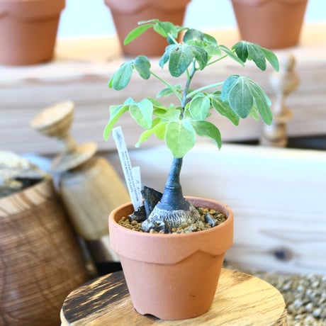 YAMABACHI × Adenia glauca    no.1119-18