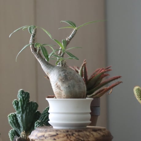 Pachypodium gracilius × たけろうポット   no.51953