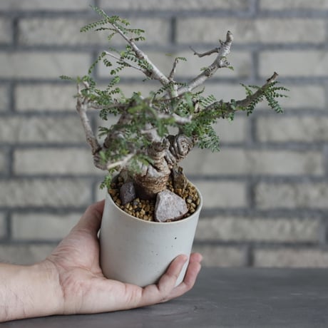 Boswellia neglecta × Atsushi Funakoshi (3.5号)  no.629-43