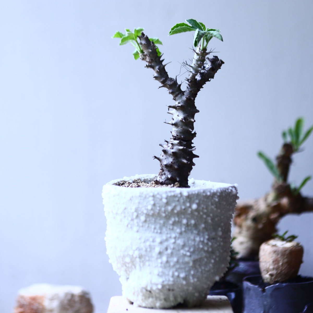 Jatropha ヤトロファ テイカザクラ 斑入り 7号鉢 ヤトロファ(Jatropha