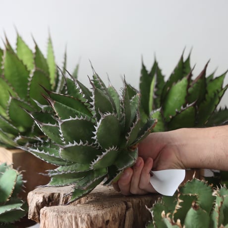 U.S. horrida (Agave horrida) / Style of Chika　no.1203-55