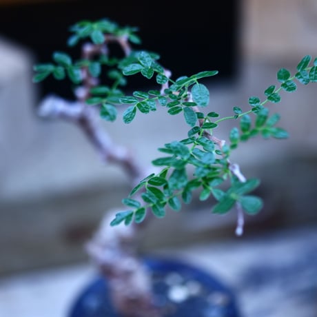 コミフォラ モンストローサ   Commiphora monstrosa   no.82911