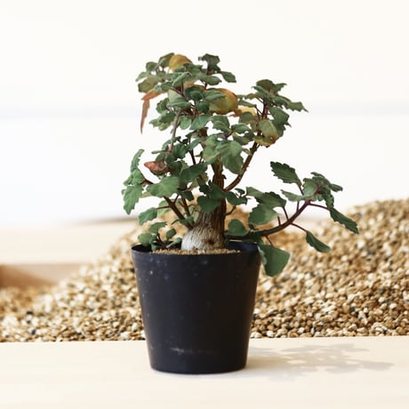 プレクトランサス エルンスティ/ Plectranthus ernstii   no.41618