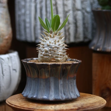 パキポディウム  恵比寿大黒 / Pachypodium  Densicaule    no.31907