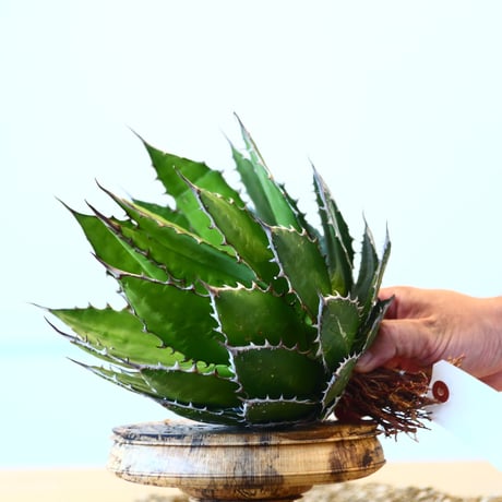Agave horrida / Style of Chika   no.1015/4