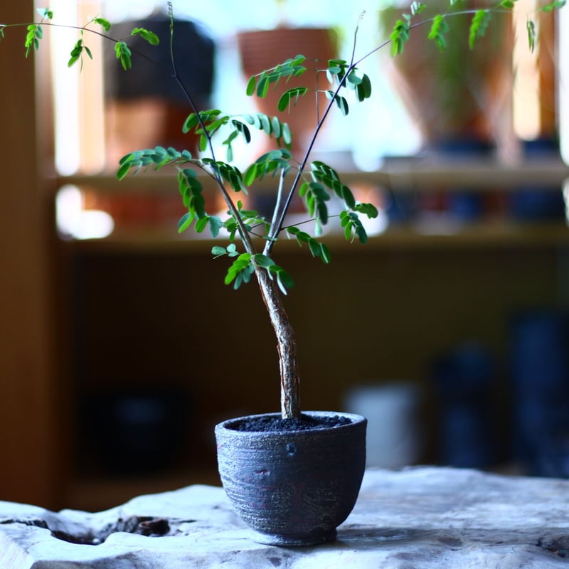 デロニクス デカリー Delonix Decaryi no.70508 | 芽の巣山