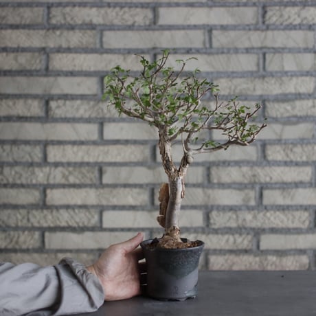 Bursera fagaroides × N/OH (4号)  no.524/5
