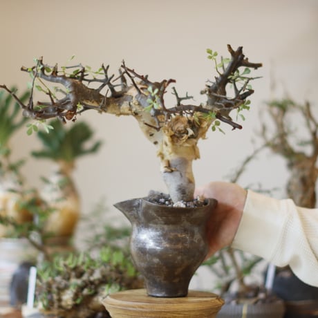 Commiphora kataf (pure) × Shu Hirai / PLANETX (5号)  no.1123/1